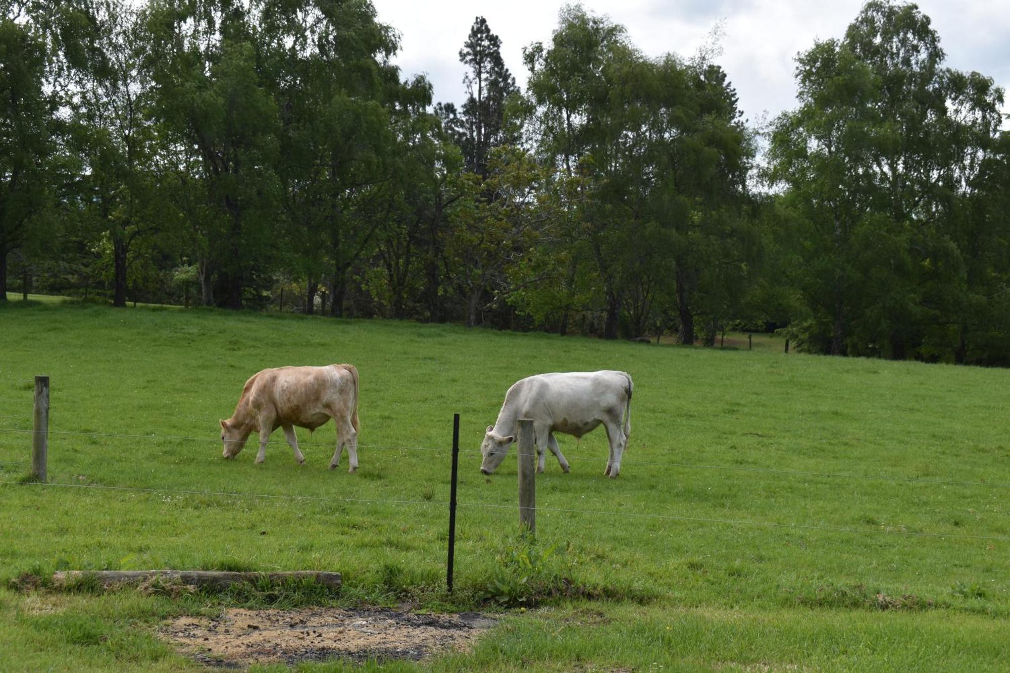 Bnb On Bakers Waimate Buitenkant foto